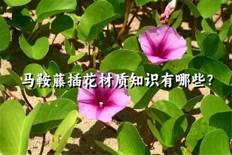 马鞍藤插花材质知识有哪些？