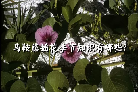 马鞍藤插花季节知识有哪些？