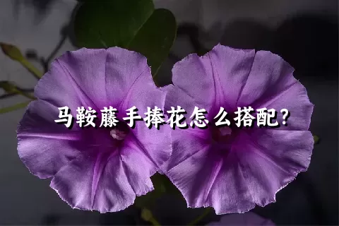 马鞍藤手捧花怎么搭配？