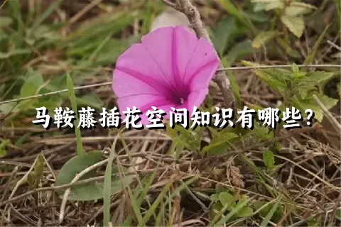 马鞍藤插花空间知识有哪些？