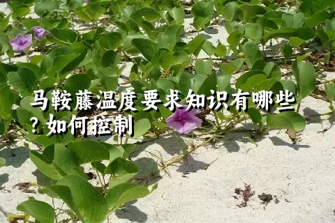 马鞍藤温度要求知识有哪些？如何控制