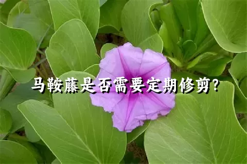 马鞍藤是否需要定期修剪？