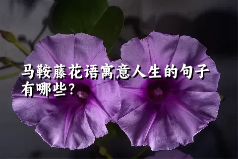 马鞍藤花语寓意人生的句子有哪些？