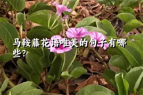 马鞍藤花语唯美的句子有哪些？