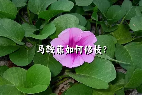 马鞍藤如何修枝？