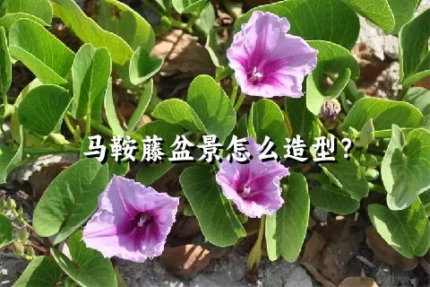 马鞍藤盆景怎么造型？