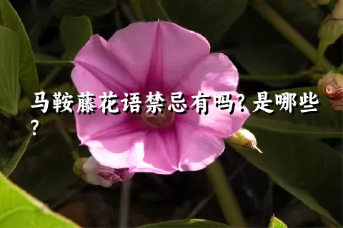 马鞍藤花语禁忌有吗？是哪些？