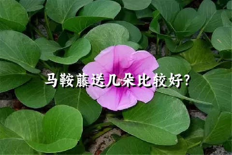 马鞍藤送几朵比较好？