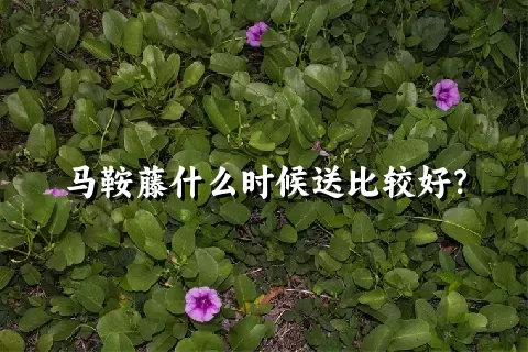 马鞍藤什么时候送比较好？