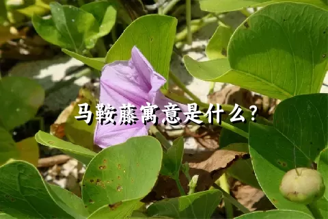 马鞍藤寓意是什么？