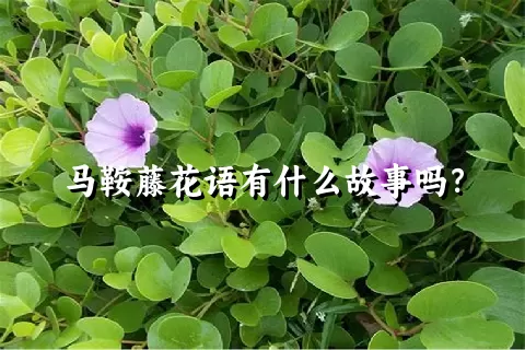 马鞍藤花语有什么故事吗？