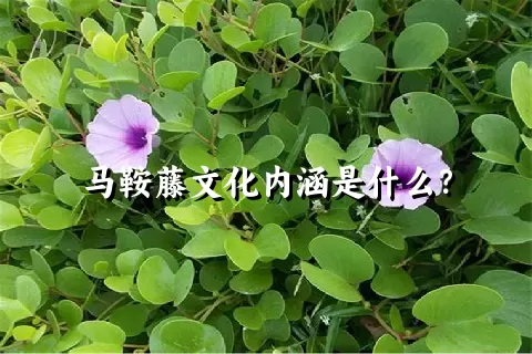 马鞍藤文化内涵是什么？