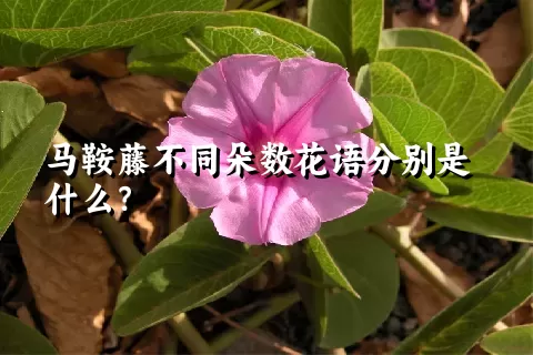 马鞍藤不同朵数花语分别是什么？