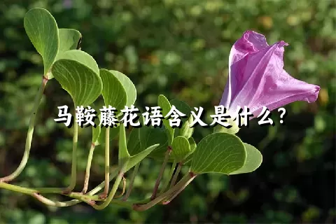 马鞍藤花语含义是什么？