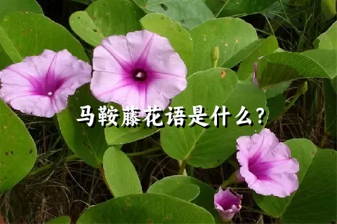 马鞍藤花语是什么？