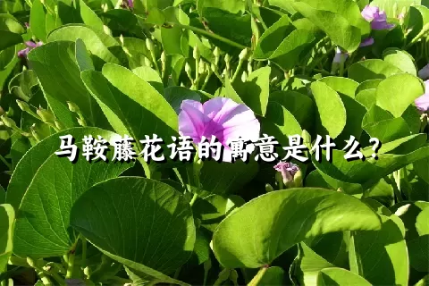 马鞍藤花语的寓意是什么？