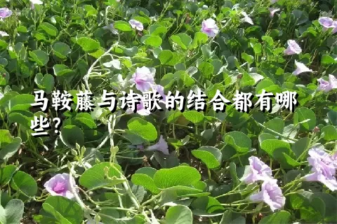 马鞍藤与诗歌的结合都有哪些？