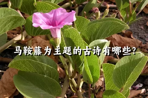 马鞍藤为主题的古诗有哪些？