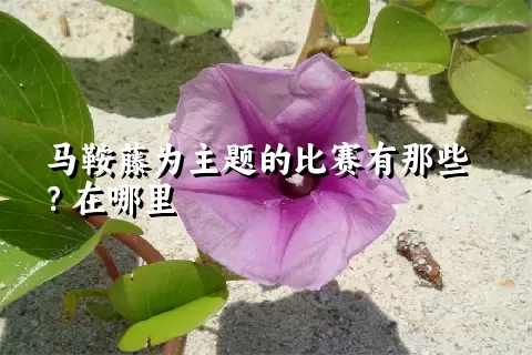 马鞍藤为主题的比赛有那些？在哪里