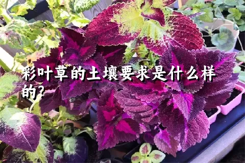 彩叶草的土壤要求是什么样的？