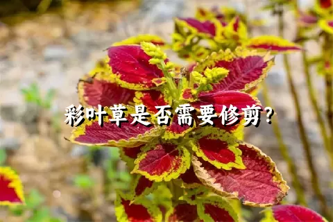 彩叶草是否需要修剪？