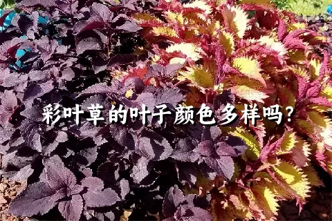 彩叶草的叶子颜色多样吗？