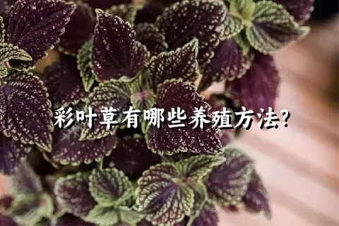 彩叶草有哪些养殖方法？