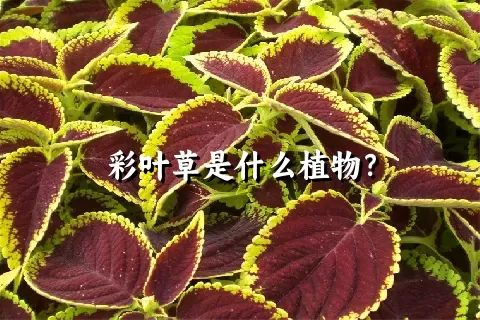 彩叶草是什么植物？