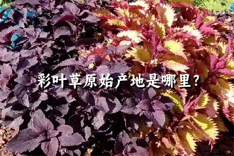 彩叶草原始产地是哪里？