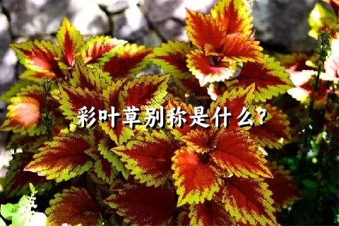 彩叶草别称是什么？