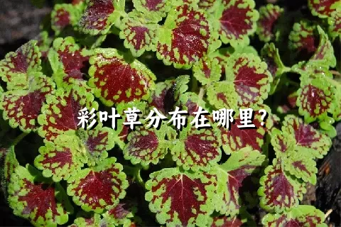 彩叶草分布在哪里?