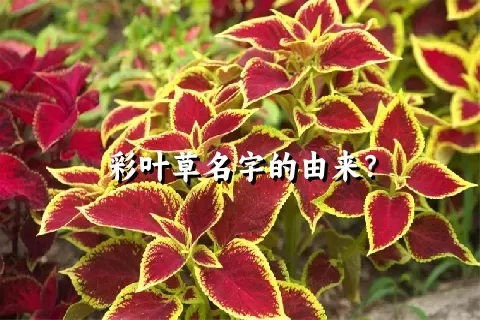 彩叶草名字的由来？