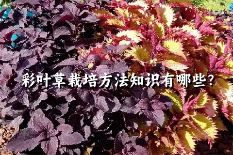 彩叶草栽培方法知识有哪些？