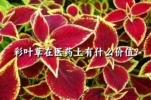 彩叶草在医药上有什么价值？