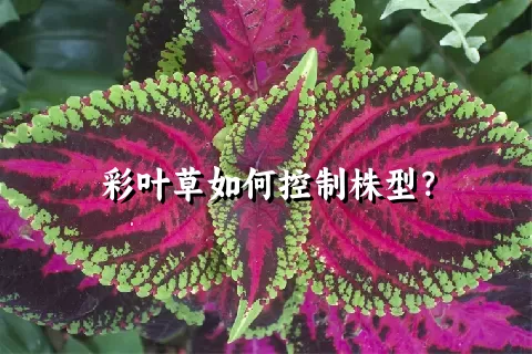 彩叶草如何控制株型？