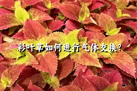 彩叶草如何进行气体交换？