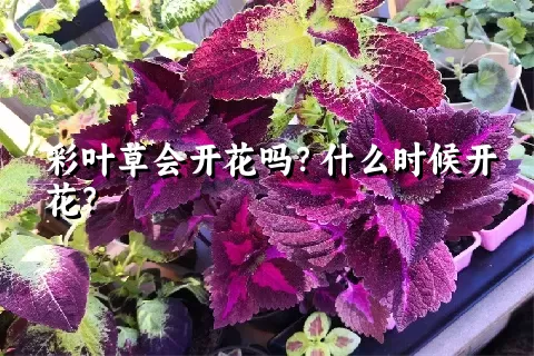 彩叶草会开花吗？什么时候开花？