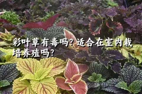 彩叶草有毒吗？适合在室内栽培养殖吗？