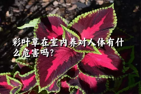 彩叶草在室内养对人体有什么危害吗？