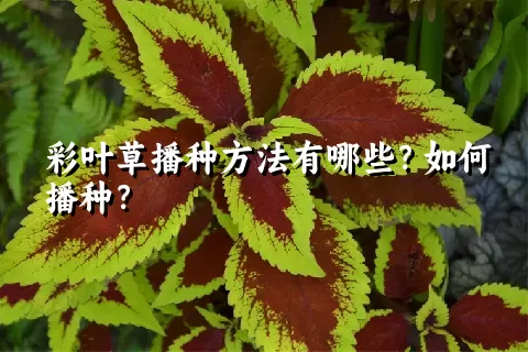 彩叶草播种方法有哪些？如何播种？