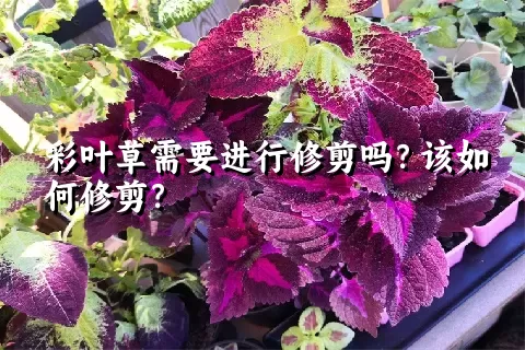 彩叶草需要进行修剪吗？该如何修剪？