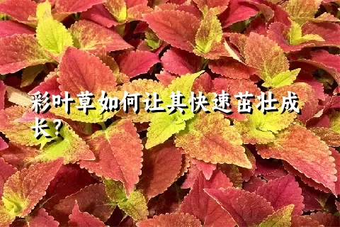 彩叶草如何让其快速茁壮成长？