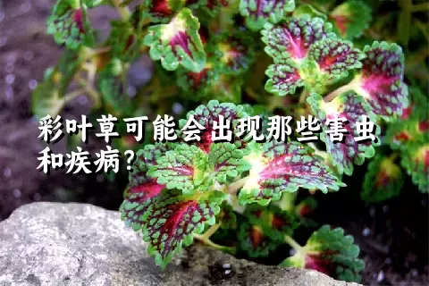 彩叶草可能会出现那些害虫和疾病？