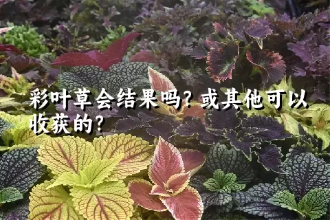 彩叶草会结果吗？或其他可以收获的？