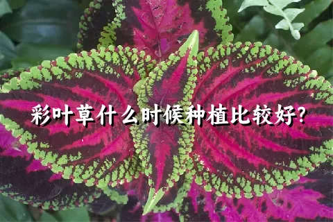 彩叶草什么时候种植比较好？