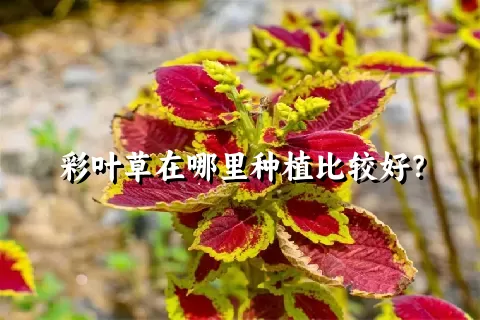 彩叶草在哪里种植比较好？