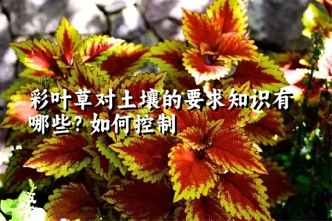 彩叶草对土壤的要求知识有哪些？如何控制