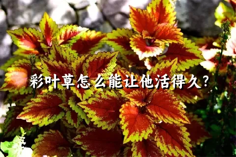 彩叶草怎么能让他活得久？