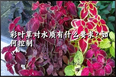 彩叶草对水质有什么要求？如何控制