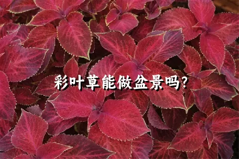 彩叶草能做盆景吗？